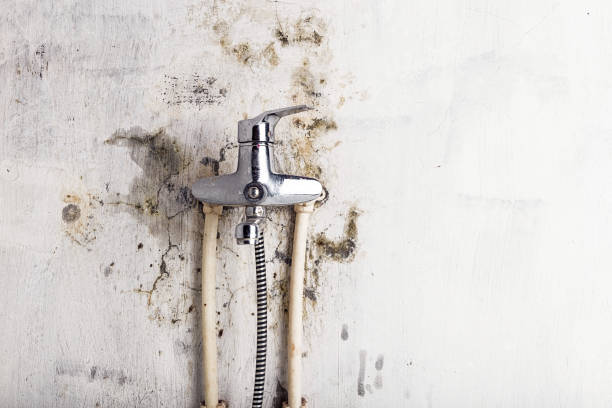 Best Mold Removal Specialists  in Allentown, PA