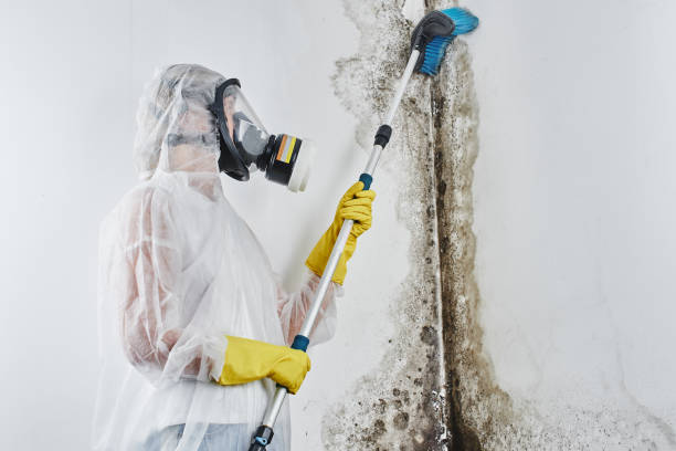 Best Black Mold Removal  in Allentown, PA