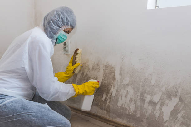 Certified Mold Removal in Allentown, PA