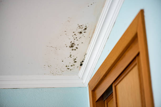Best Mold Damage Repair  in Allentown, PA
