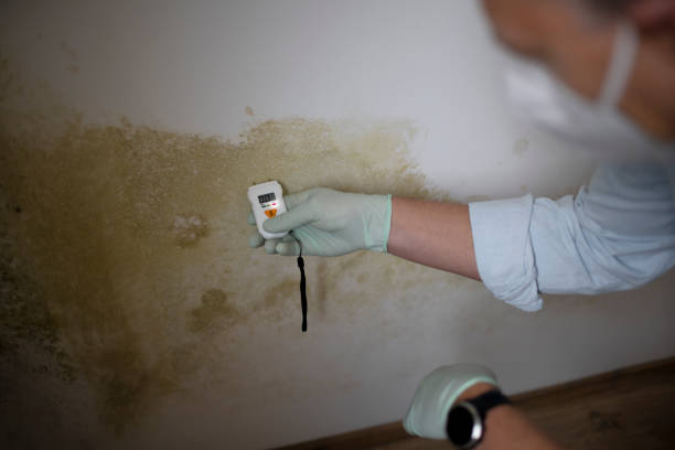 Best Fast Mold Removal  in Allentown, PA
