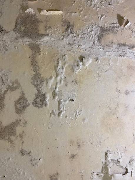 Best Professional Mold Removal  in Allentown, PA