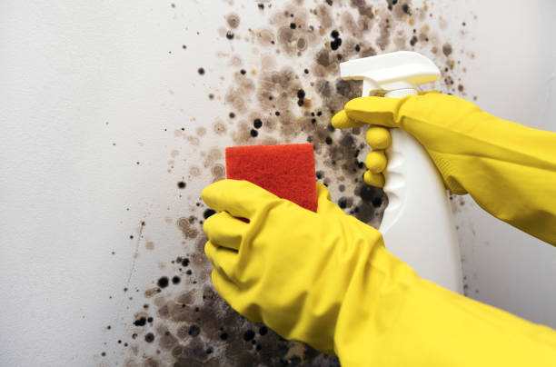 Best Commercial Mold Removal  in Allentown, PA