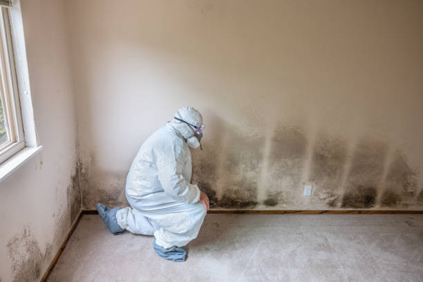 Best Mold Testing  in Allentown, PA