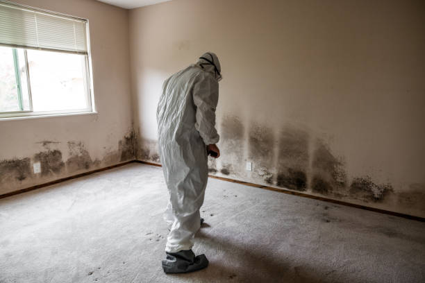 Office Mold Removal Services in Allentown, PA