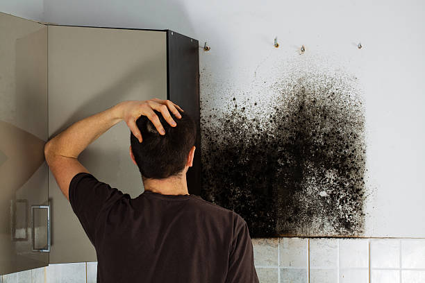 Best Affordable Mold Removal  in Allentown, PA