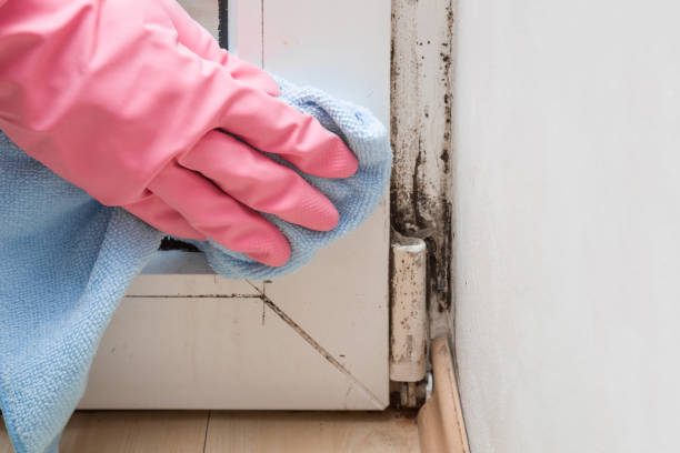 Best Emergency Mold Removal  in Allentown, PA