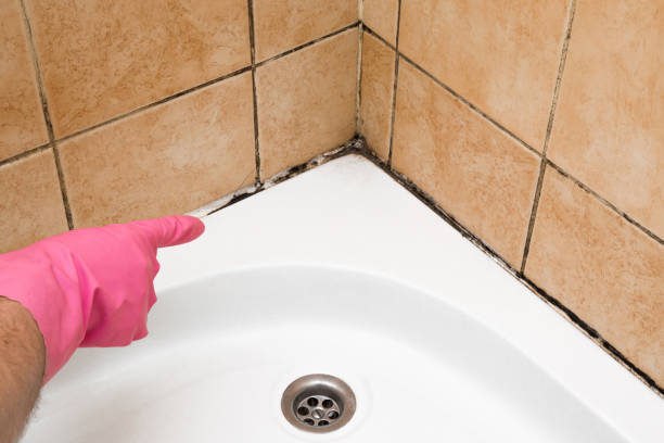 Best Mold Cleaning Services  in Allentown, PA